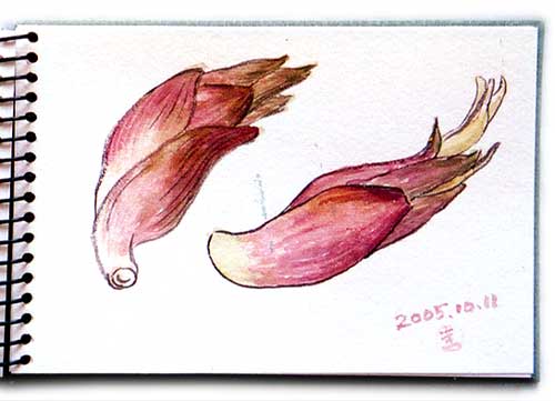 Myouga, Japanese vegetable